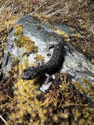 Klamath Black Salamander