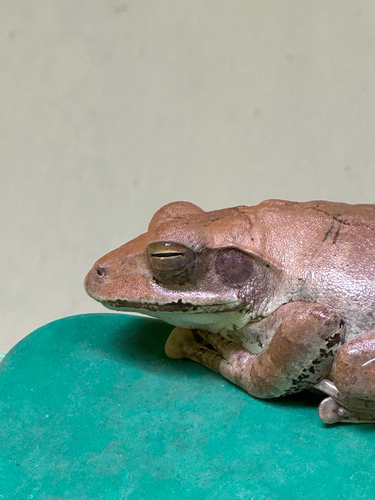 Common Hourglass Tree Frog