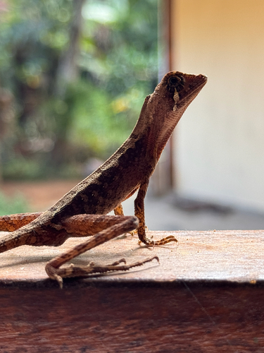 Sri Lanka Kangaroo Lizard