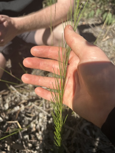 Acacia quadrilateralis observed 2026-09-04