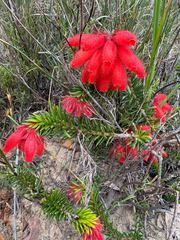 Erica cerinthoides, photograph (c) Geoff, some rights reserved (CC BY)