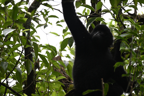Black Crested Gibbon