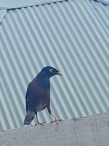 Common Myna