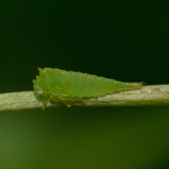 Stictocephala militaris
