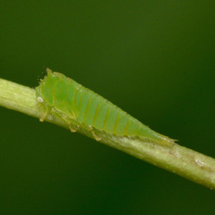 Stictocephala militaris