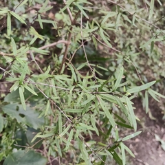 Coprosma linariifolia