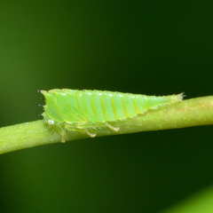 Stictocephala militaris