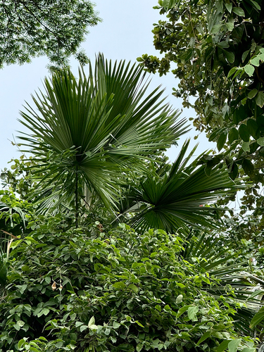 Saribus rotundifolius observed 2026-09-04
