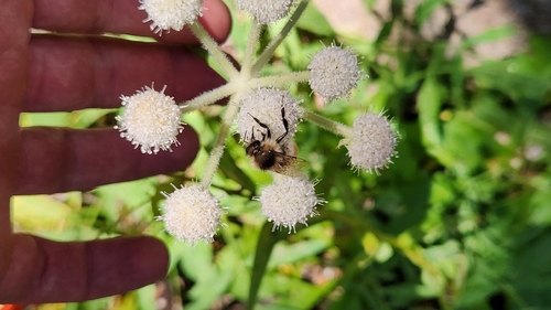 iNaturalist observation photo of Bumble Bees