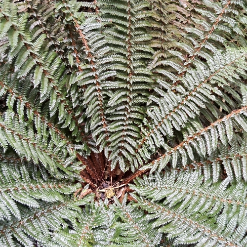 Polystichum vestitum, photograph 6