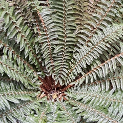 Polystichum vestitum, photograph (c) John Barkla, some rights reserved (CC BY)