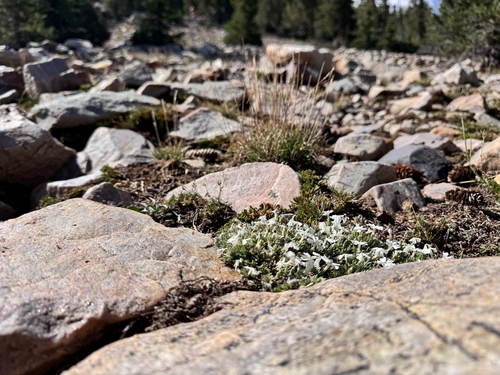 Phlox pulvinata, photograph 5