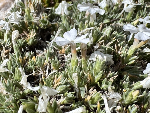 Phlox pulvinata, photograph 6