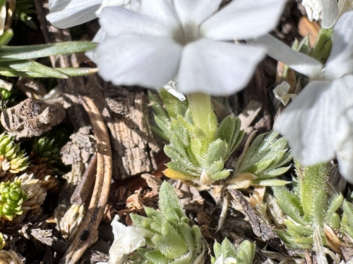 Phlox pulvinata