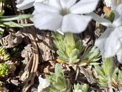 Phlox pulvinata
