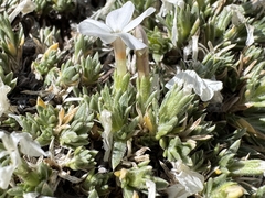 Phlox pulvinata, photograph (c) Matt Lavin, some rights reserved (CC BY-SA)