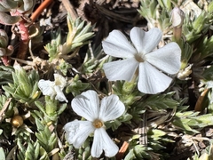 Phlox pulvinata, photograph (c) Matt Lavin, some rights reserved (CC BY-SA)
