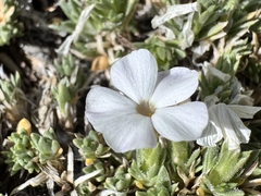 Phlox pulvinata, photograph (c) Matt Lavin, some rights reserved (CC BY-SA)