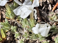 Phlox pulvinata, photograph (c) Matt Lavin, some rights reserved (CC BY-SA)