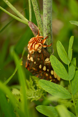 Citheronia brissotii