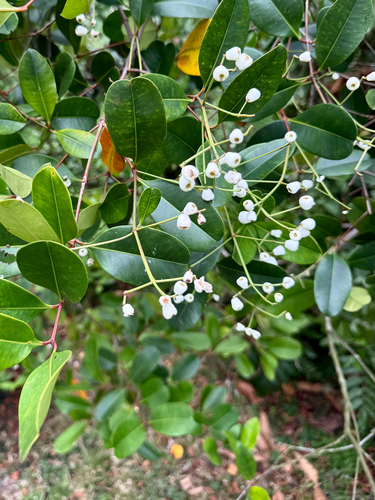 Syzygium incarnatum observed 2026-09-04
