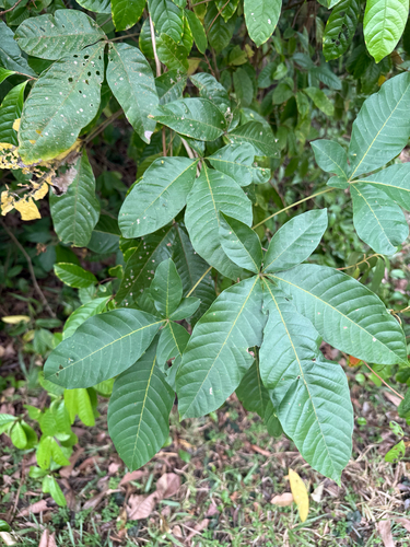 Vitex pinnata observed 2026-09-04