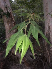 Platanus wrightii, photograph (c) Jared Shorma, some rights reserved (CC BY)