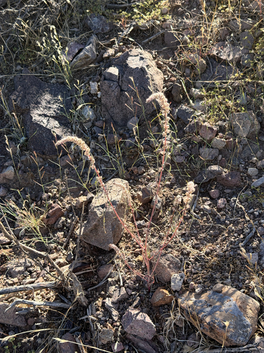 Fringed amaranth (Amaranthus fimbriatus)