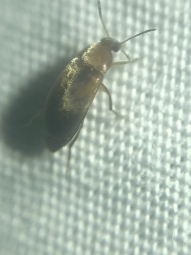 Pentaria trifasciata