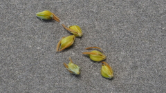 Eleocharis montevidensis