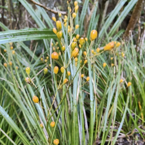 Libertia ixioides, photograph 1