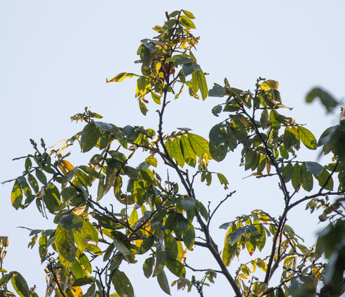 Inga uraguensis, 2026-08-17