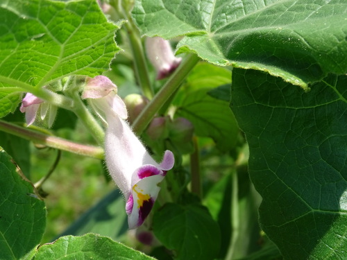Martynia annua, photograph 1