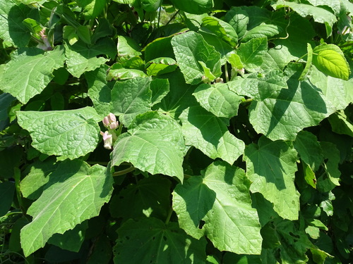 Martynia annua