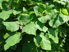 Martynia annua