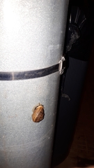 Eobania vermiculata