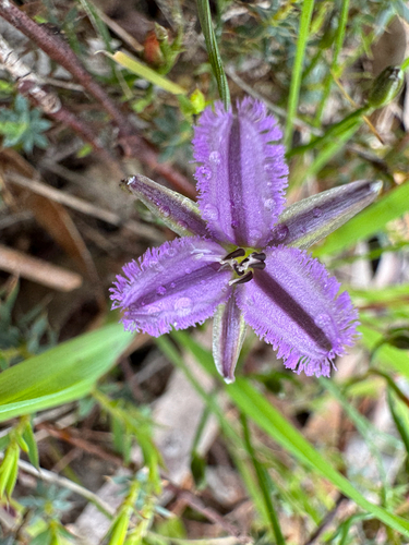 Twining Fringe-lily
