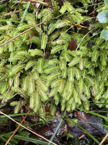 Schistochila nobilis observed 2026-09-04