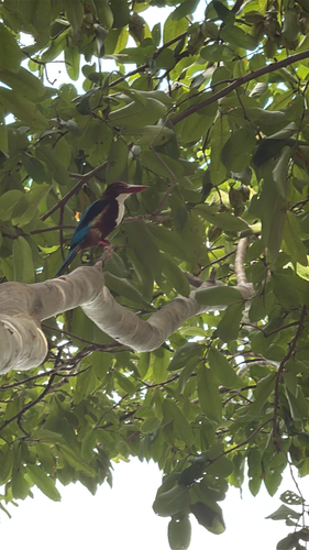 White-throated Kingfisher