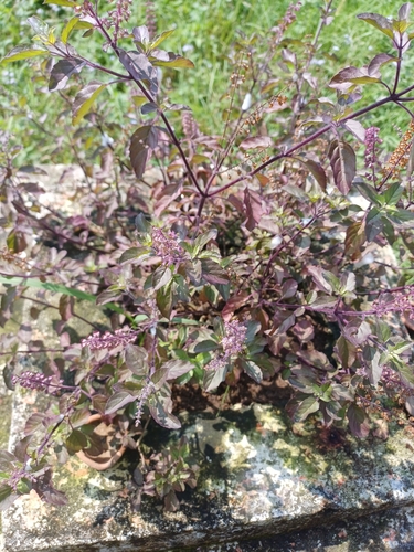 Holy Basil