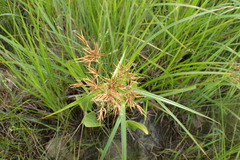 Rhynchospora corniculata