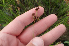 Rhynchospora globularis