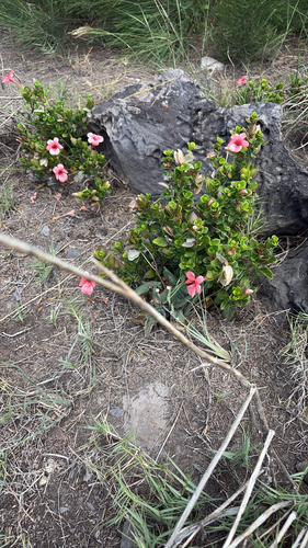 Barleria repens observed 2026-08-28