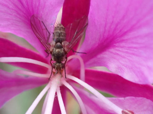 iNaturalist observation photo of Tachinid Flies