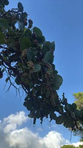 Coccoloba uvifera observed 2026-08-31