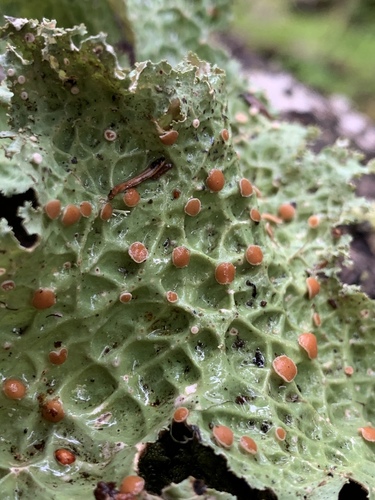 Lettuce Lichen