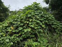 Ipomoea nil, photograph (c) Yu-Huang Wang, some rights reserved (CC BY)