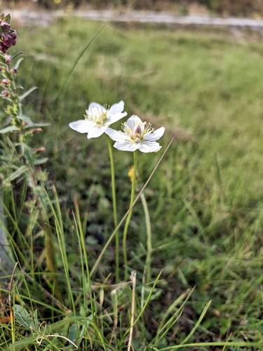 marsh grass-of-Parnassus