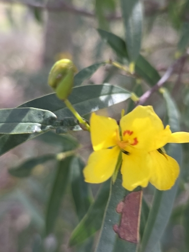 Labichea lanceolata, photograph 5
