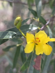 Labichea lanceolata, photograph (c) Belinda Forbes, some rights reserved (CC BY)